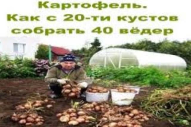 Картофель. Как с 20 кустов собрать 40 ведер! Это невероятно просто!