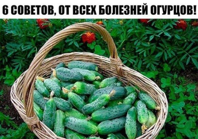 Все, что нужно знать об огурцах. 6 СОВЕТОВ, ОТ ВСЕХ БОЛЕЗНЕЙ ОГУРЦОВ!