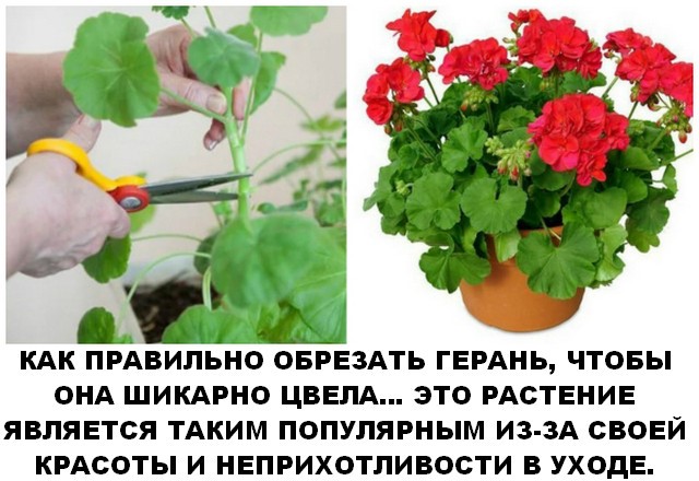 Чтобы герань радовала пышным цветением.