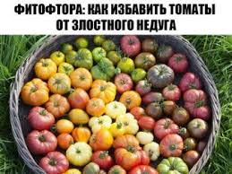 Фитофтора: как избавить томаты от злостного недуга