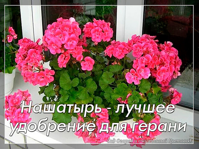 Нашатырный спирт — лучшее удобрение для роста герани