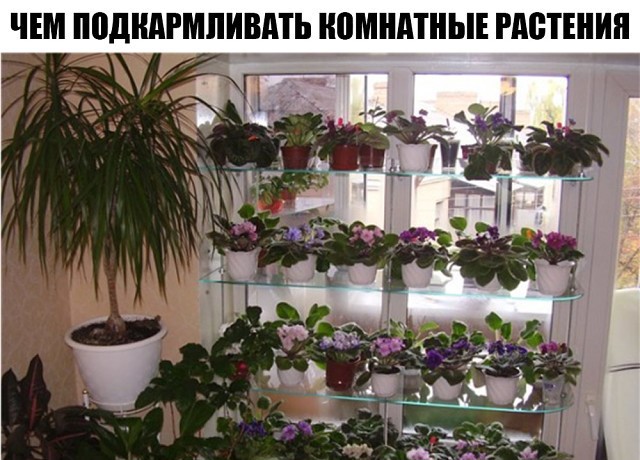 ЧЕМ ПОДКАРМЛИВАТЬ КОМНАТНЫЕ РАСТЕНИЯ