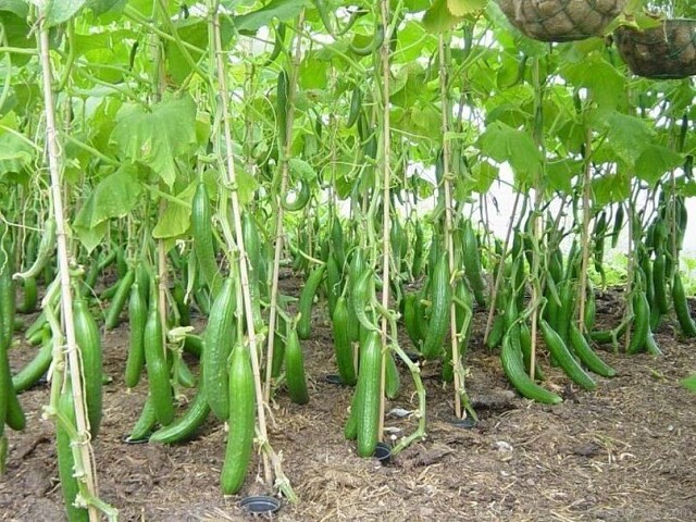 9 СЕКРЕТОВ ОГУРЕЧНОГО ИЗОБИЛИЯ