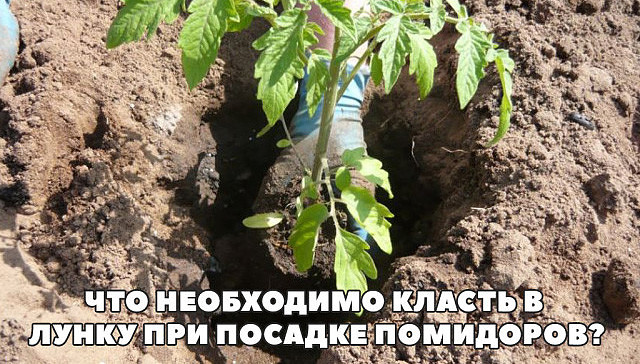 ЧТО НЕОБХОДИМО КЛАСТЬ В ЛУНКУ ПРИ ПОСАДКЕ ПОМИДОРОВ?