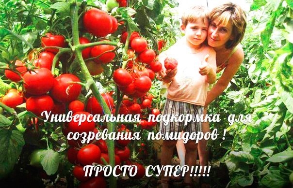 Уникальная подкормка для созревания помидоров