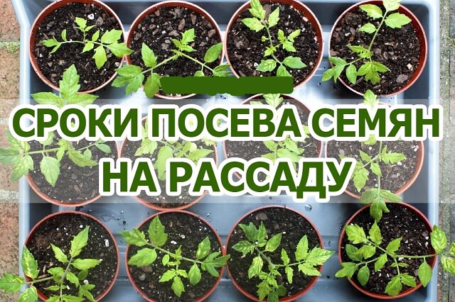 СРОКИ ПОСЕВА СЕМЯН НА РАССАДУ + ВЫСАДКА В ГРУНТ