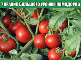 Семь правил большого урожая помидор.