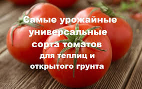 Какие самые урожайные сорта помидор лучше сажать в теплице?