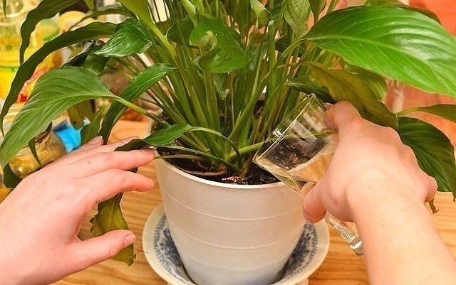 10 самых лучших подкормок для комнатных цветов.