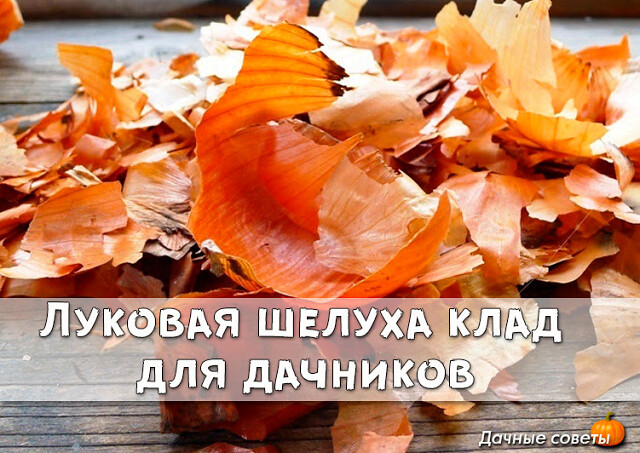 Луковая шелуха клад для дачников