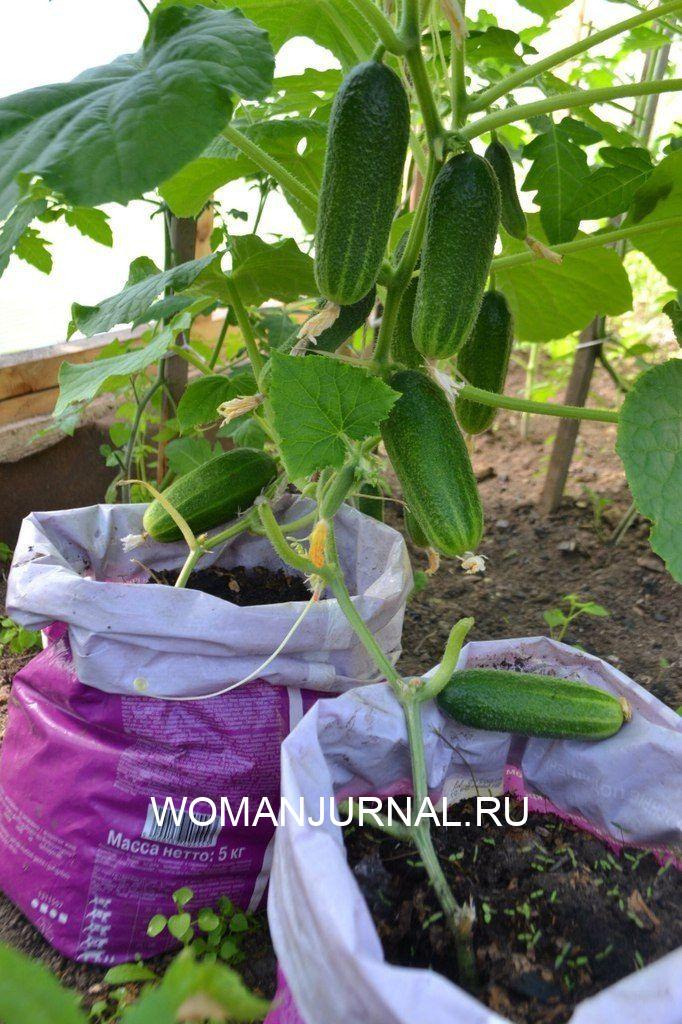Урожай на 5+: не хлопотное выращивание огурцов в мешках