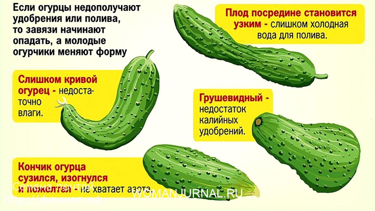 Чего не хватает огурцам, или почему огурцы растут кривыми?