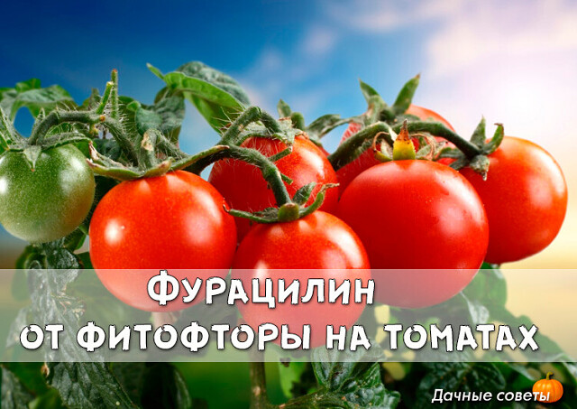 Фурацилин от фитофторы на томатах