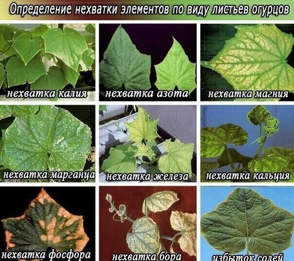 Чего не хватает огурцам?