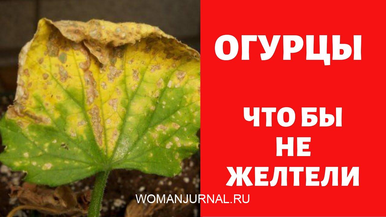 6 Советов против пожелтения листьев огурцов