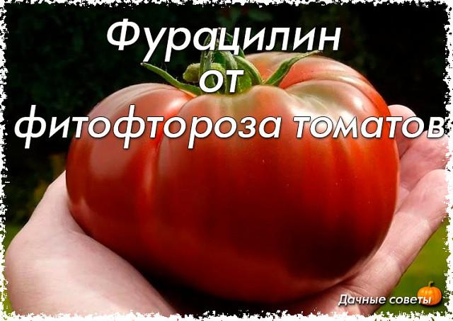Фурацилин от фитофтороза томатов