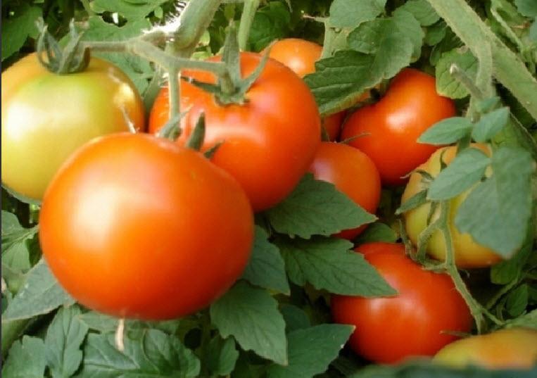 РЕАЛЬНО ЛИ СОБРАТЬ 70 КГ ПОМИДОРОВ С КУСТА?