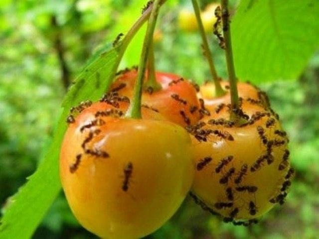 Манка и пшено мне от муравьёв не помогают. Делюсь отличным средством, котором пользуюсь я