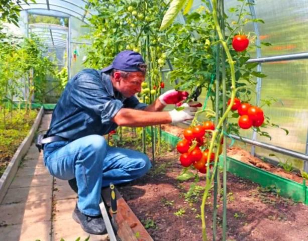 Брат из Абхазии посоветовал подкормку, от которой мои томаты стали крупные и сочные 1