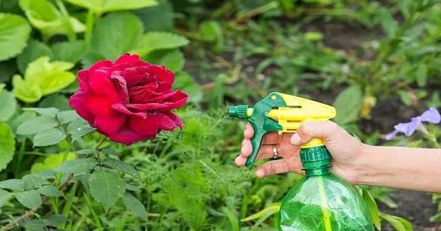Йод и молоко прогнали тлю с моих роз. А у меня уже и руки опустились 1