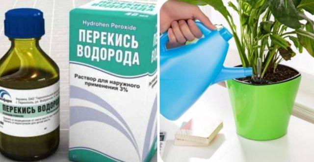 Перекись водорода для комнатных цветов — бальзам в зимнее время 1