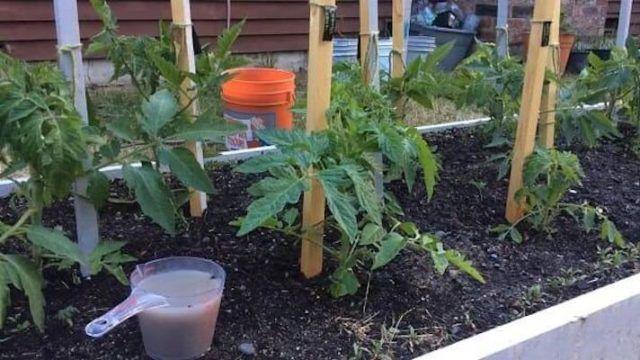 Простое народное средство, чтобы помидоры быстро росли и хорошо плодоносили 1