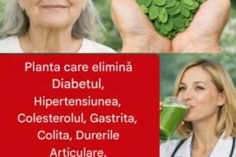 Planta numită Moringa