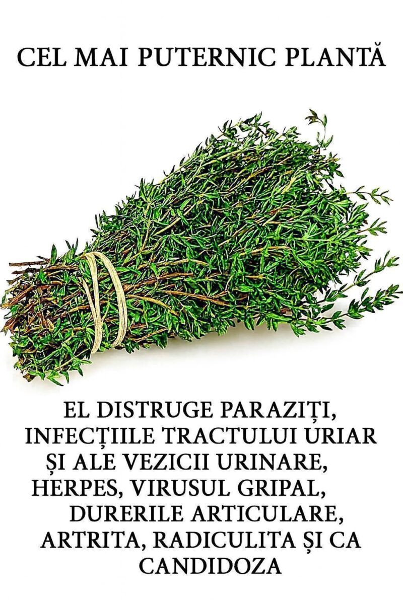 Cea mai puternică plantă care distruge paraziții, infecțiile tractului urinar și ale vezicii urinare, virusurile herpetice și ale gripei..