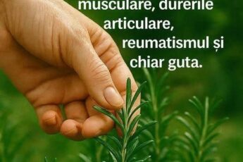Cea mai puternică și mai vindecătoare plantă, pe care oamenii o ignoră și nu-i cunosc puterea, se numește.