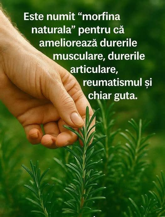 Cea mai puternică și mai vindecătoare plantă, pe care oamenii o ignoră și nu-i cunosc puterea, se numește.