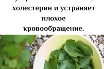 ПОЖИЛЫЕ ЛЮДИ !!: Этот 1 Лист снижает диабет, давление, устраняет боли в теле, холестерин и устраняет плохое кровообращение. (Врачи НЕНАВИДЯТ Его!)