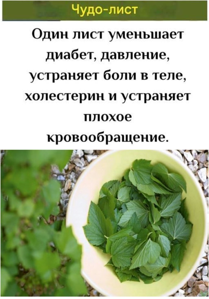 ПОЖИЛЫЕ ЛЮДИ !!: Этот 1 Лист снижает диабет, давление, устраняет боли в теле, холестерин и устраняет плохое кровообращение. (Врачи НЕНАВИДЯТ Его!)