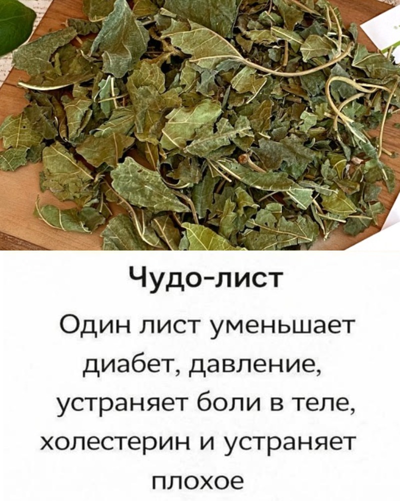 ПОЖИЛЫЕ ЛЮДИ !!: Этот 1 Лист снижает диабет, давление, устраняет боли в теле, холестерин и устраняет плохое кровообращение.