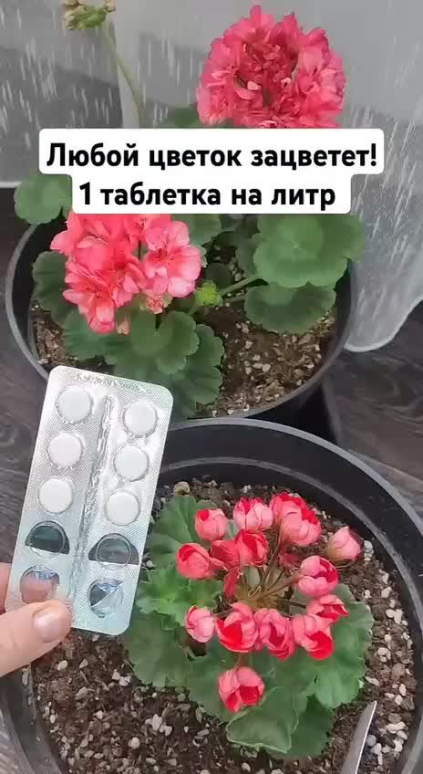 Pазбудите Герань! 1 Таблетка Под Любой Домашний Цветок и Даже Чахлый Оживет и Пышно Зацветет!