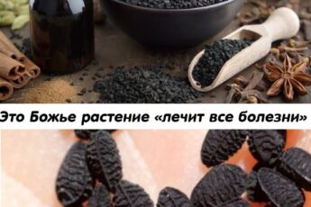 Это Божье растение «лечит все болезни» инсульт, диaбeт, pak, apтpит и т.д.