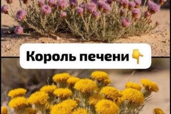В 40 лет поставили мне диагноз — цирроз печени. Готовиться к смерти стала, да один древний дед меня спас и теперь ни одна болезнь меня не берёт, да и семейство своё я вылечила.