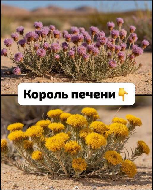 В 40 лет поставили мне диагноз — цирроз печени. Готовиться к смерти стала, да один древний дед меня спас и теперь ни одна болезнь меня не берёт, да и семейство своё я вылечила.