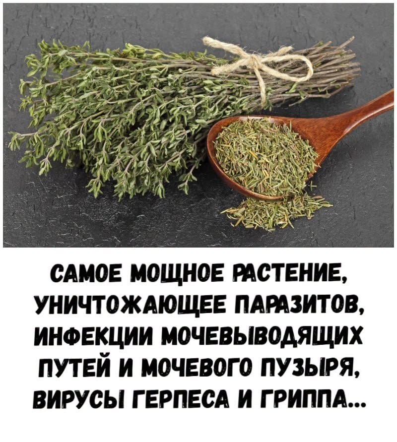 Самое мощное растение, уничтожающее паразитов, инфекции мочевыводящих путей и мочевого пузыря, вирусы герпеса и гриппа... Подробнее в 1-м комментарии
