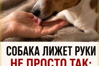 Когда собака облизывает руки хозяина, это имеет свой смысл. Что именно она хочет этим выразить: делюсь в комментарии