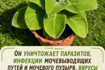 Самое сильное растение уничтожает паразитов, инфекции мочевыводящих путей и мочевого пузыря, а также вирусы герпеса и гриппа…