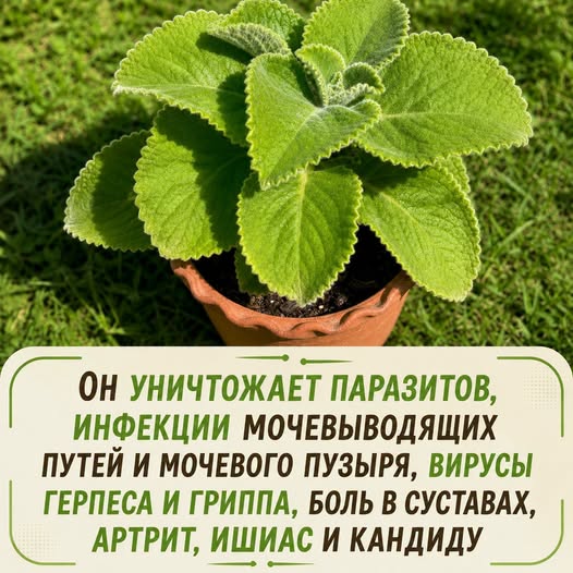 Самое сильное растение уничтожает паразитов, инфекции мочевыводящих путей и мочевого пузыря, а также вирусы герпеса и гриппа… 