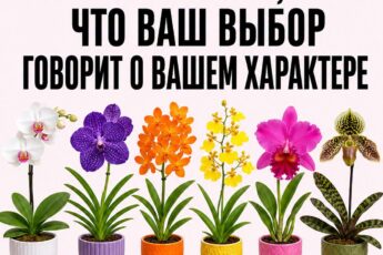 Выберите ОРХИДЕЮ и узнайте, какой вы человек