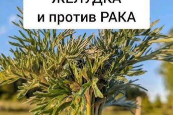 Царица ПЕЧЕНИ и желудка. Полынь высоко ценили целители прошлых веков.