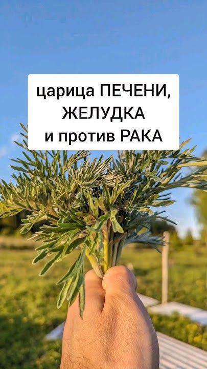 Царица ПЕЧЕНИ и желудка.
Полынь высоко ценили целители прошлых веков.