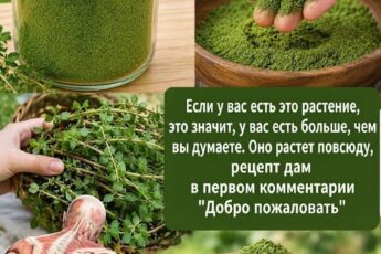 Большинство людей вытаскивают это растение... не зная, что это один из самых питательных