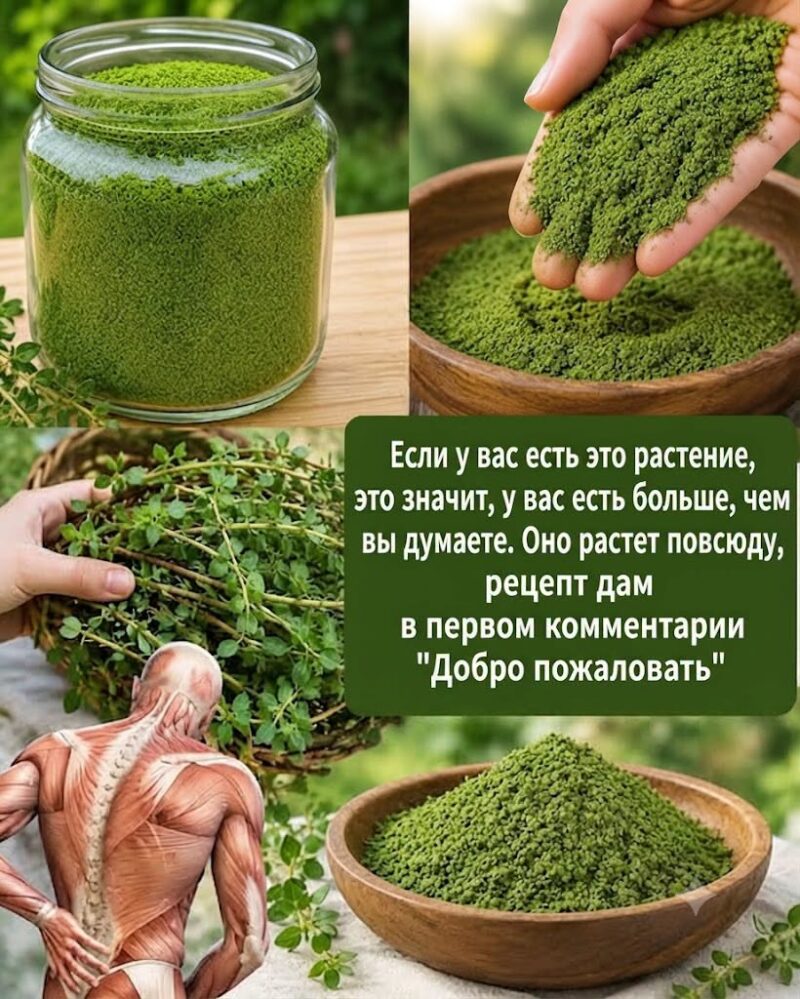 Большинство людей вытаскивают это растение... не зная, что это один из самых питательных