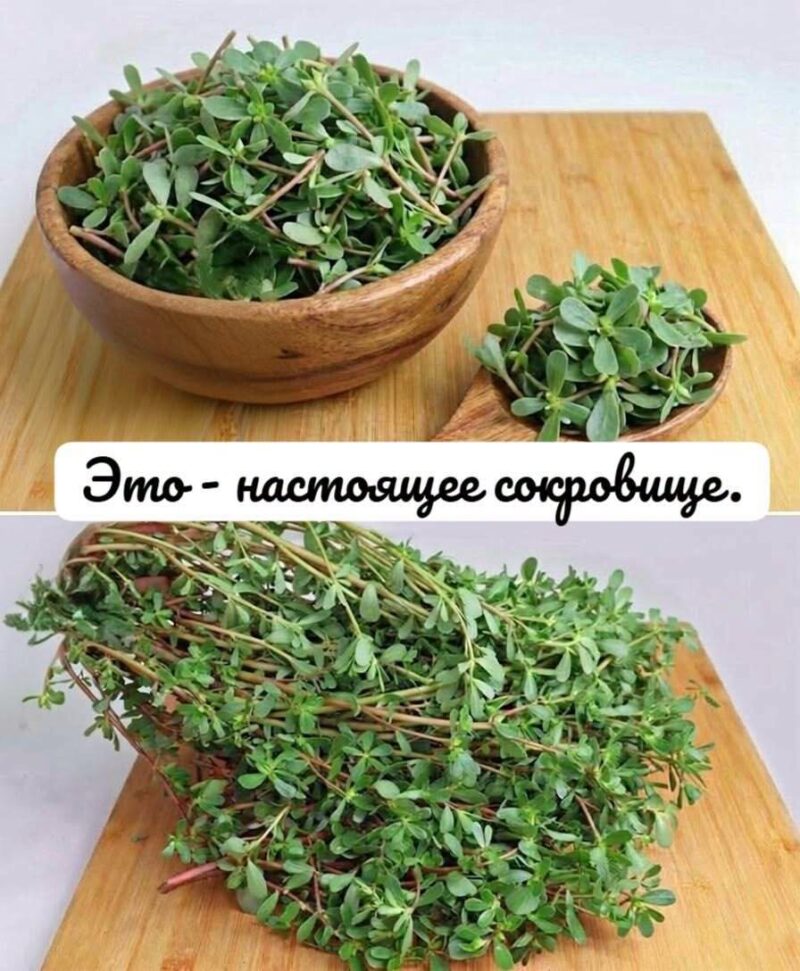 Чаще всего отвергают все как обычный сорняк
Раскройте неожиданную силу этого распространенного «сорняка» Он известен своими потенциальными полезными свойствами, включая способность снижать артериальное давление и уровень сахара в крови