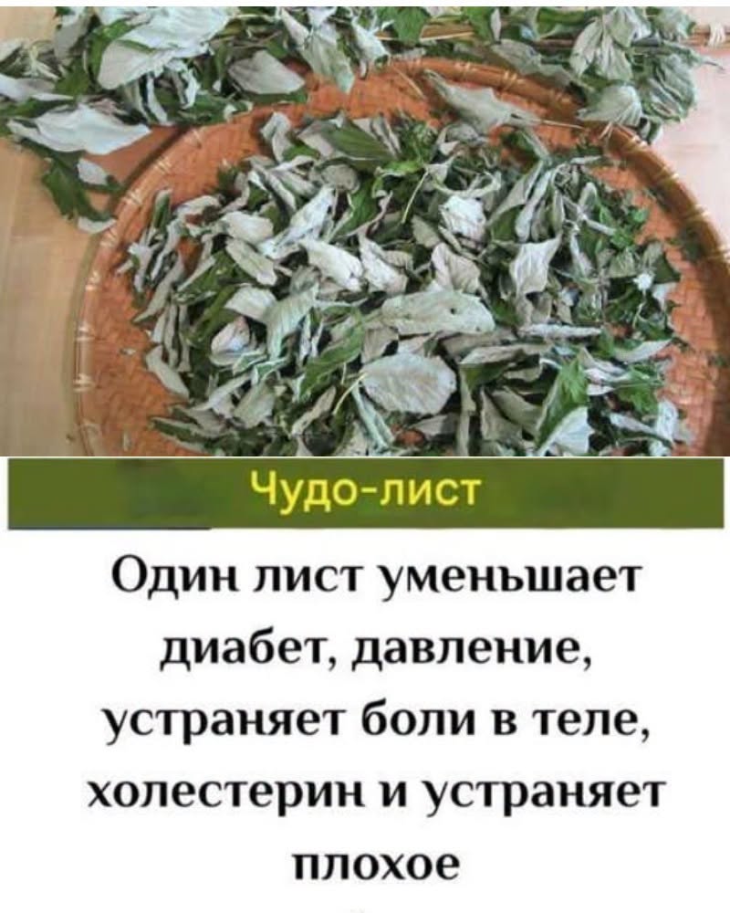 ПОЖИЛЫЕ ЛЮДИ !!: Этот 1 Лист снижает диабет, давление, устраняет боли в теле, холестерин и устраняет плохое кровообращение.