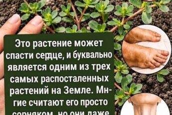 Самое мощное растение в мире...