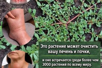 Самое мощное растение в мире...